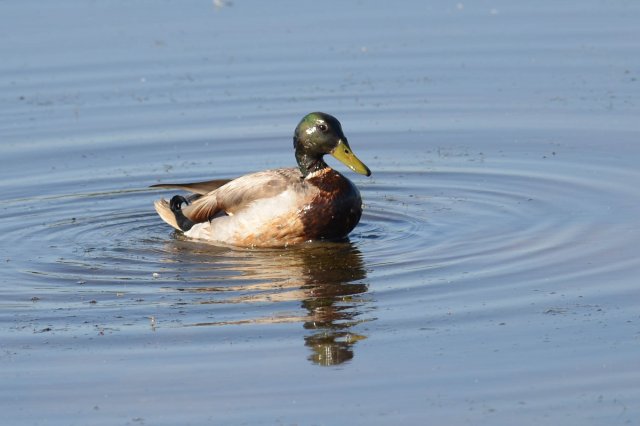 Canard colvert / Mallard